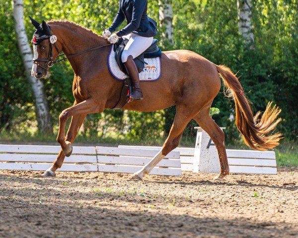 broodmare Kalanera (Holsteiner, 2021, from Keaton HV)