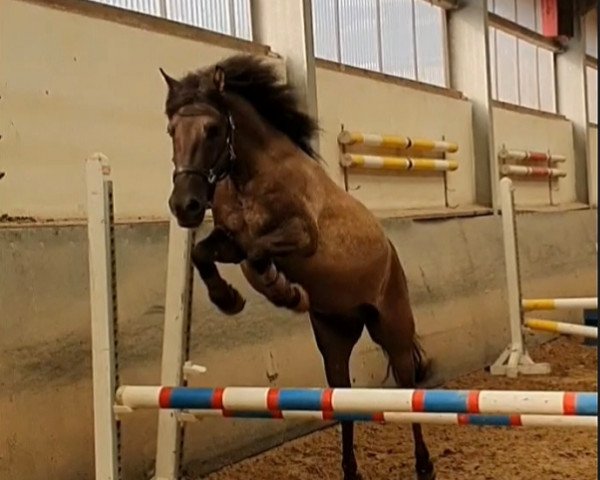Cavallo Adahy (Dülmener, 2017, di PR.H Faruk)