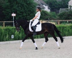 dressage horse Chanel 389 (German Riding Pony, 2005, from Renoir)