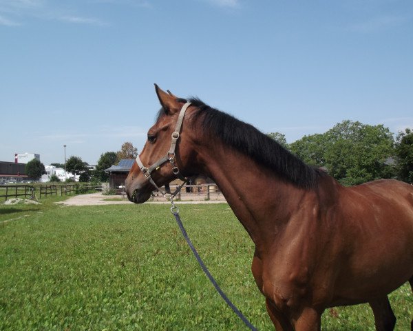 dressage horse Quantador 2 (Oldenburg, 2007, from Quidamo)