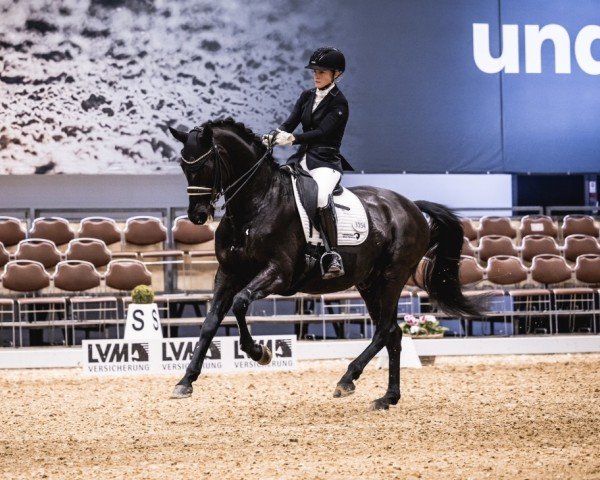 Dressurpferd Theos Jern (Schwedisches Warmblut, 2009, von Damino SD) Dressurpferd Theos Jern (Schwedisches Warmblut, 2009, von Damino SD)