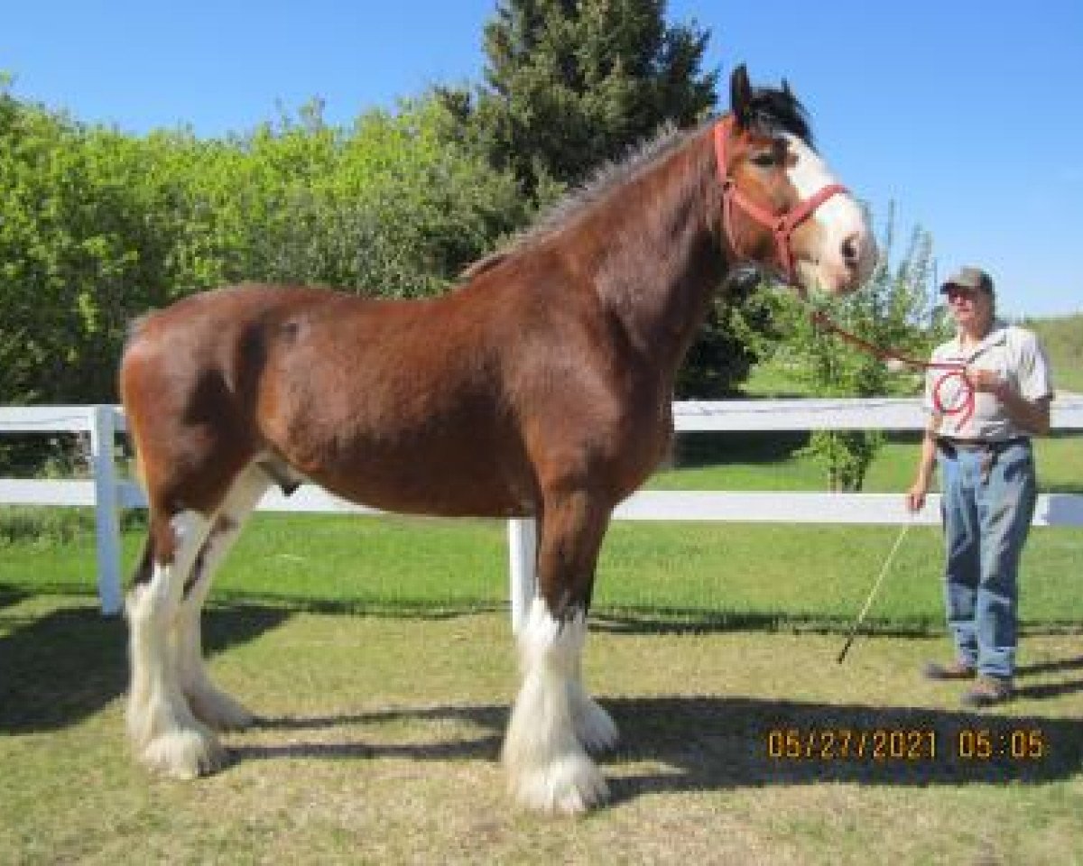 horse Westerdale Sir Lancelot (Clydesdale, 2016, from Hatfield Dagger)