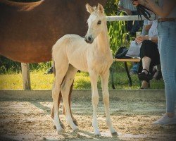 horse Iridium KS (German Riding Pony, 2024, from Nottingham WE)