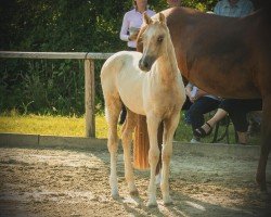 horse Feingold KS (German Riding Pony, 2024, from Herzgold D NRW)