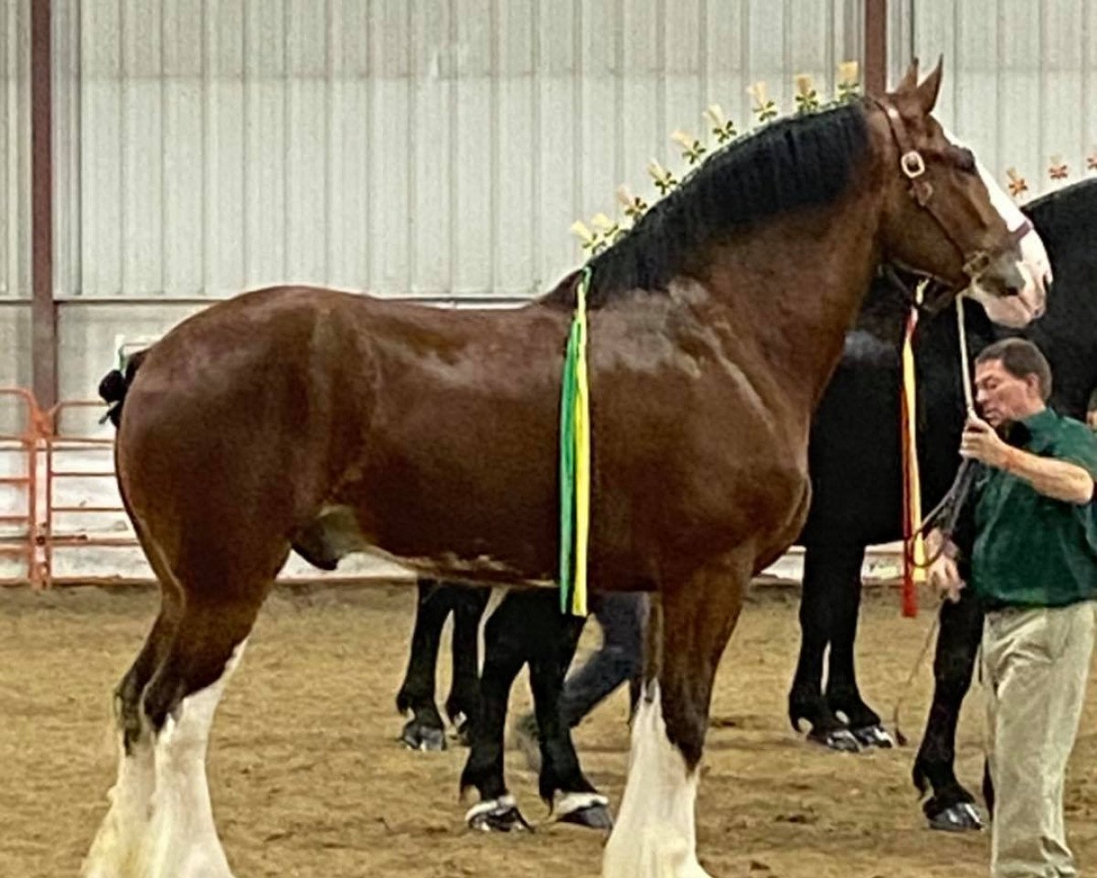 horse Boulder Bluff Dexter (Clydesdale, 2016, from Calico Great Galaxy)