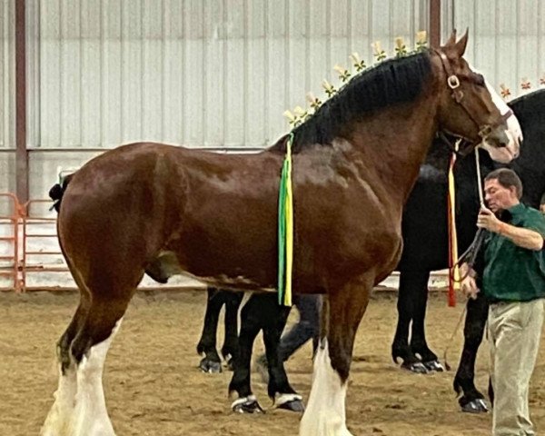 horse Boulder Bluff Dexter (Clydesdale, 2016, from Calico Great Galaxy)