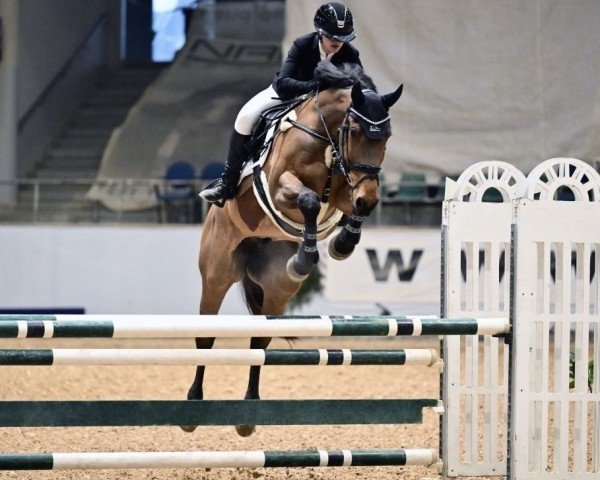 Springpferd Ami le diamont (Deutsches Sportpferd, 2012, von Champion de Cord)