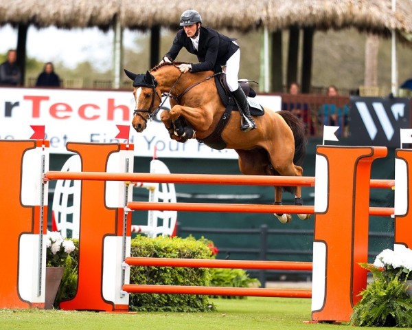 Springpferd Iron Dames Cydello (Hannoveraner, 2014, von Cascadello)