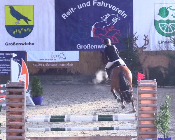Reitturnier Großenwiehe - JTN 2025