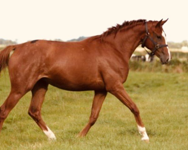 horse Classica Rubin (Little German Riding Horse, 2017, from Soel'rings Triple X)