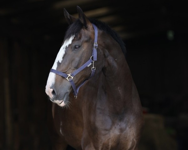 dressage horse Nitro (Holsteiner, 2012, from Nekton)