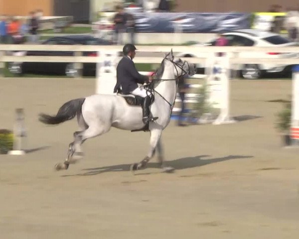 Reitturnier Linkenheim-Hochstetten 2013