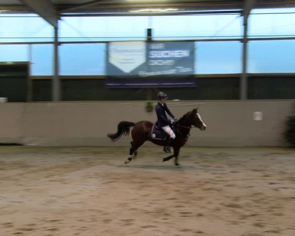 Reitturnier Velen 2025