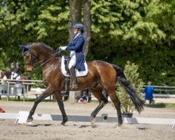 dressage horse Marienhof's Cadeaux (Hanoverian, 2004, from Compliment)