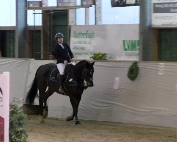 Reitturnier Velen 2025