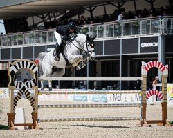jumper Clarentino 3 (Holsteiner, 2014, from Clarimo Ask)