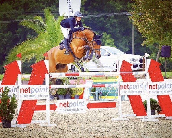 jumper Balthazar (KWPN (Royal Dutch Sporthorse), 2006, from Untouchable)