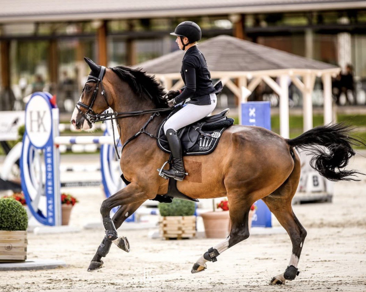 jumper Jack of Hearts 4 (anglo european sporthorse, 2014, from Edarado)