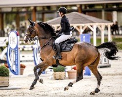 jumper Jack of Hearts 4 (anglo european sporthorse, 2014, from Edarado)