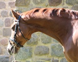 horse Diego Sunshine (Mecklenburg, 2015, from Diarano)