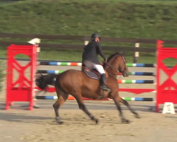 Springturnier Hubertushof RSG Linkenheim-Hochstetten 2013
