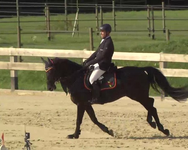 Springturnier Hubertushof RSG Linkenheim-Hochstetten 2013
