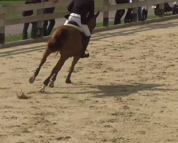 Springturnier Hubertushof RSG Linkenheim-Hochstetten 2013