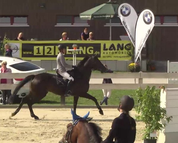 Springturnier Hubertushof RSG Linkenheim-Hochstetten 2013