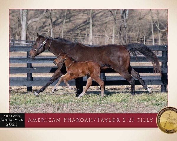 horse Stute von American Pharoah xx (Thoroughbred, 2021, from American Pharoah xx)