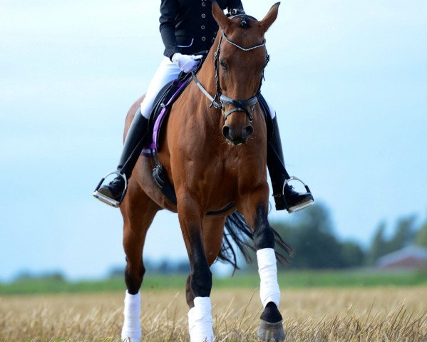 Springpferd Friederike (Hannoveraner, 1999, von Filigrant)