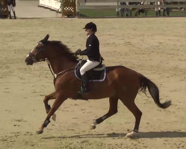 Reitturnier Linkenheim-Hochstetten 2013