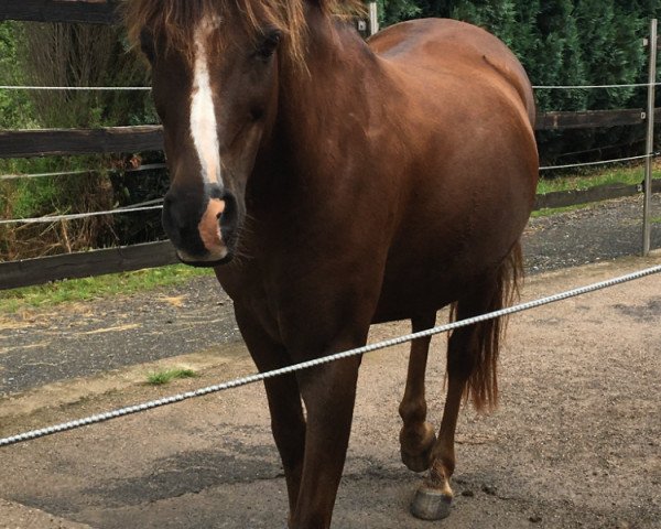 Pferd Minerva Pink Lady (Welsh Pony (Sek.B), 2007, von Pik Bube- WE)