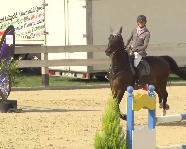 Springturnier Hubertushof RSG Linkenheim-Hochstetten 2013