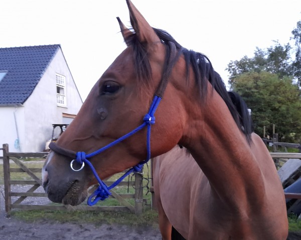 horse Happy Magic (Trakehner, 2018, from Magistral AA)