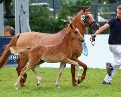 horse Delphi Diggory (German Riding Pony, 2024, from Du weißt schon wer)