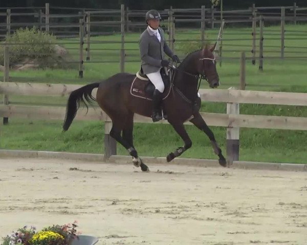 Reitturnier Linkenheim-Hochstetten 2013
