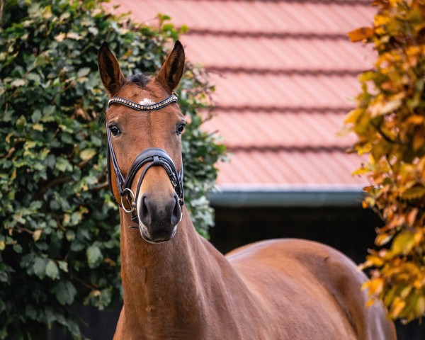 Pferd Stute von Baccardi's Best / Lissaro (Westfale, 2021, von Baccardi’s Best)