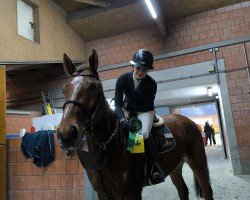 jumper Tsjarel (Zangersheide riding horse, 2020, from Tangelo van de Zuuthoeve)