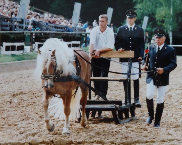stallion Nachtmann (6,25% ox) (Edelbluthaflinger, 1998, from Nastral) stallion Nachtmann (6,25% ox) (Edelbluthaflinger, 1998, from Nastral)