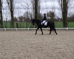 dressage horse La Passion (Hanoverian, 1998)