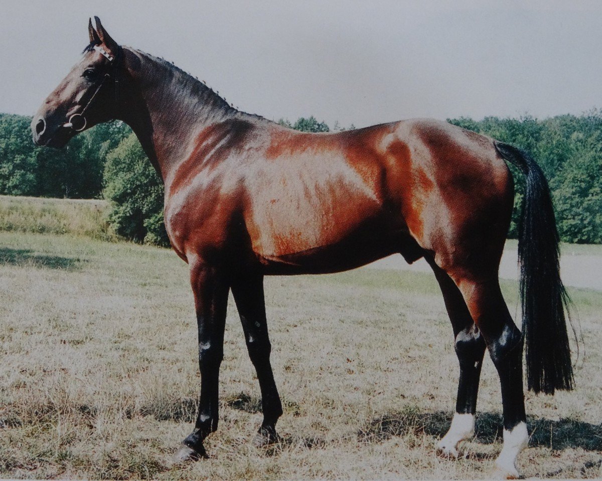 Deckhengst Donnerklang A (Oldenburger, 1990, von Donnerhall)