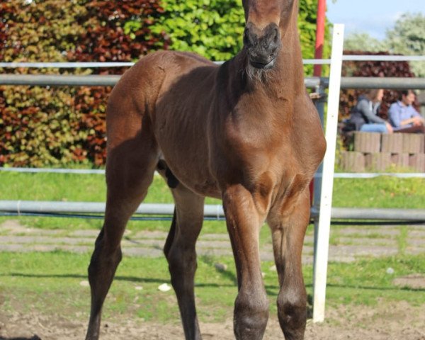 horse Castellano 13 (Oldenburg show jumper, 2019, from Cornet de Semilly)