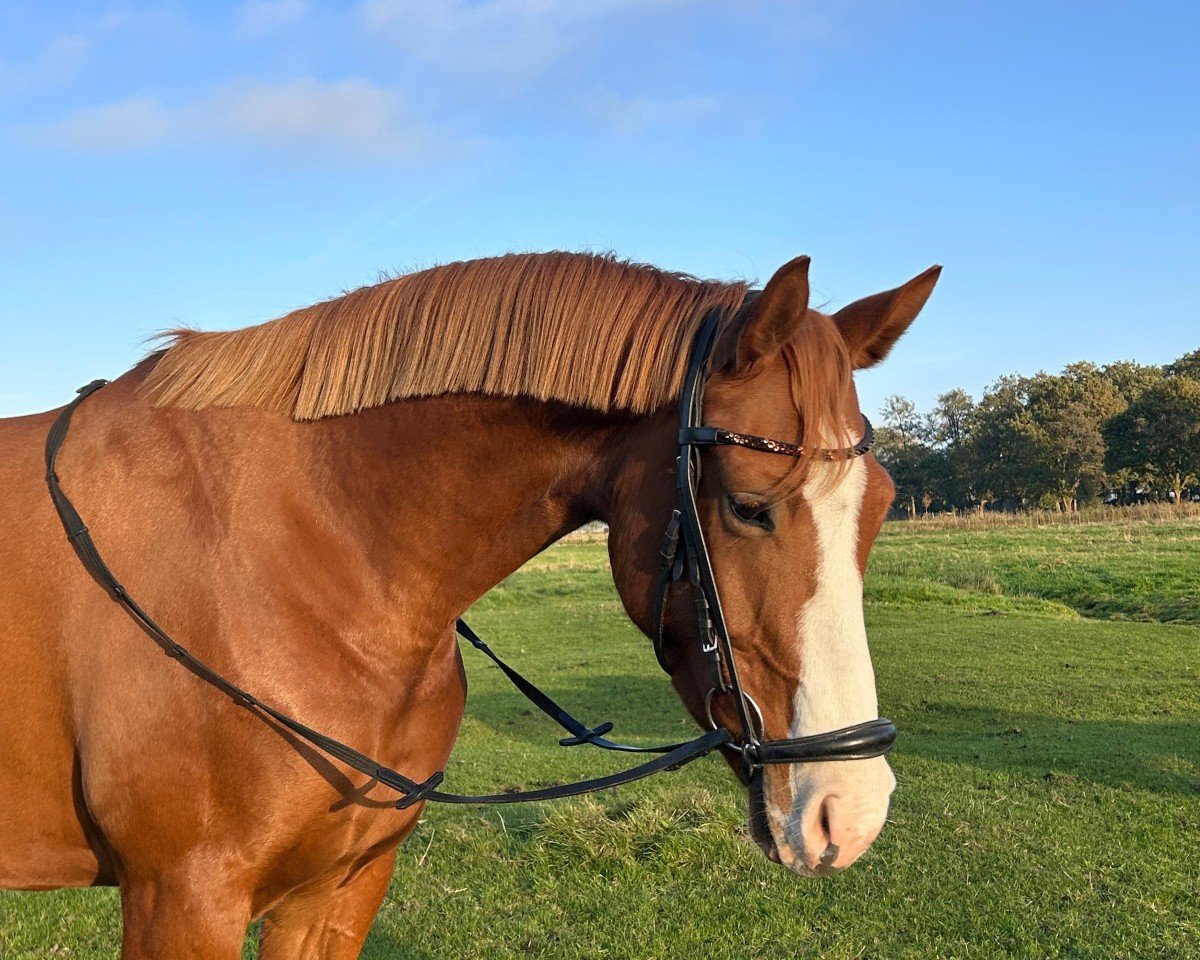 horse Vianna Castella (Hanoverian, 2020, from Viscerado)