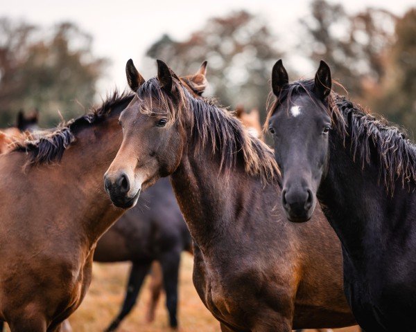 Pferd Stute von Diamond Deluxe (Westfale, 2022, von Diamond Deluxe)