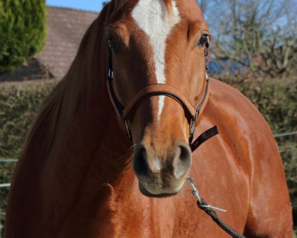 Pferd Andra (Oldenburger, 2019, von For Romance I)
