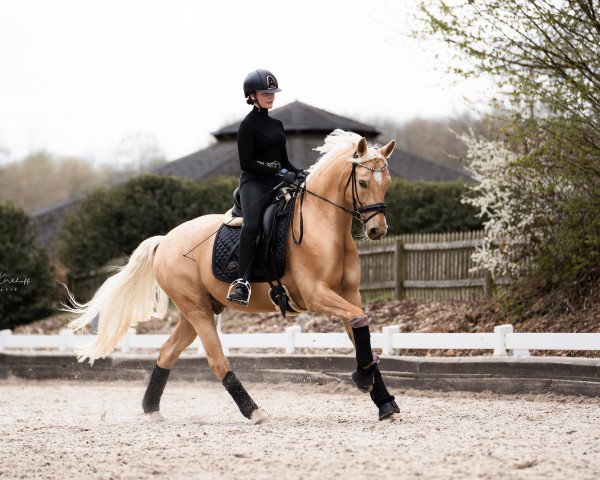 Dressurpferd FS Dwayn (Nederlands Welsh Ridepony, 2012, von FS Daddy Cool)