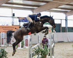 jumper Ed on Flight (Oldenburg show jumper, 2019, from Eldorado van de Zeshoek)