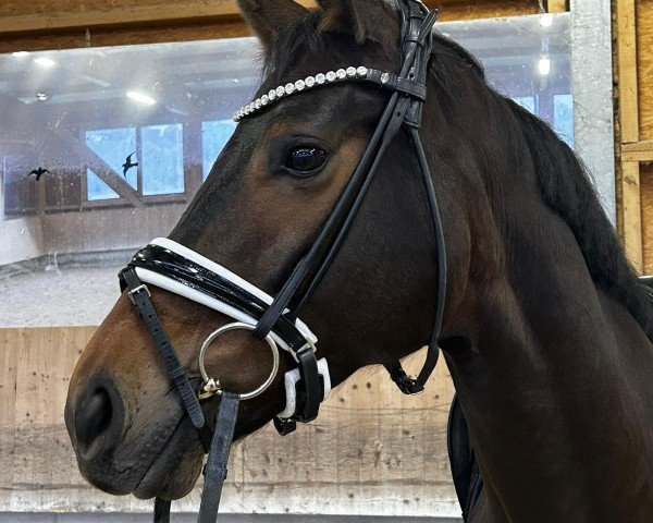horse Ma il Mio Mistero Turandot (Westphalian, 2018, from E.H. Millennium)