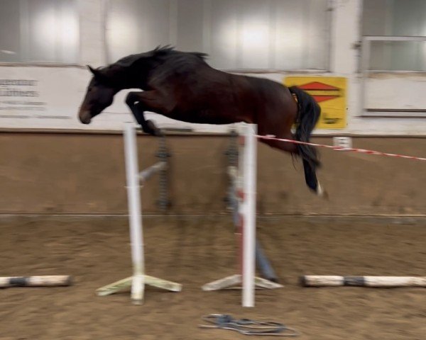 horse Scalina (Oldenburg show jumper, 2022, from Casallco)