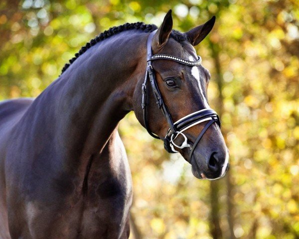 stallion Gotcha Utopia (KWPN (Royal Dutch Sporthorse), 2011, from Glock's Ziesto)